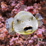 Golden-Stellate-Puffer_250924