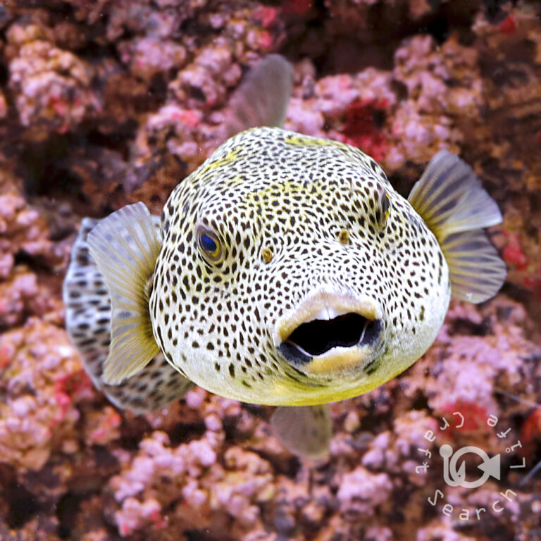 Golden-Stellate-Puffer_250924