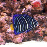 Halfmoon-Angelfish-KEN_250906