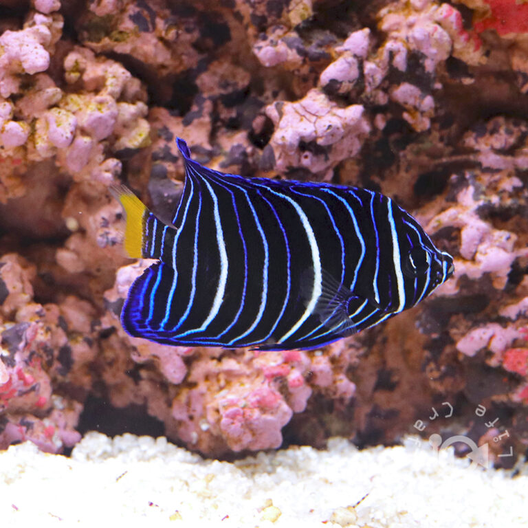 Halfmoon-Angelfish-KEN_250906