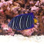 Halfmoon-Angelfish-KEN_250906