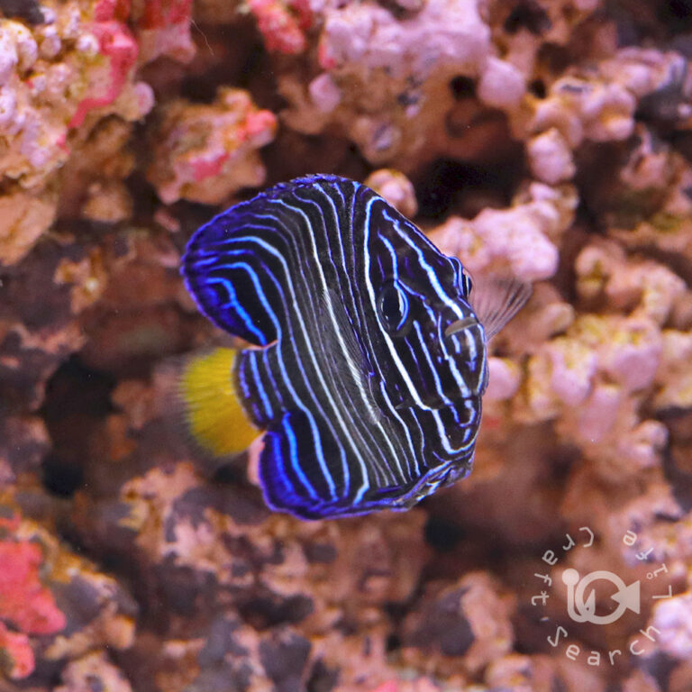 Halfmoon-Angelfish-KEN_250906