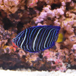 Halfmoon-Angelfish-KEN_250906