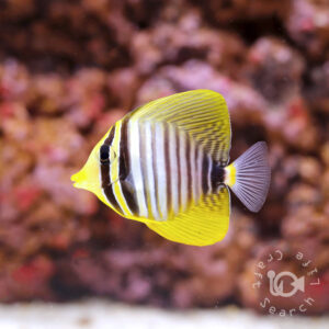 Indian-Sailfin-Tang_S