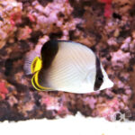 Indian-Vagabond-Butterflyfish_S