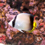 Indian-Vagabond-Butterflyfish_S
