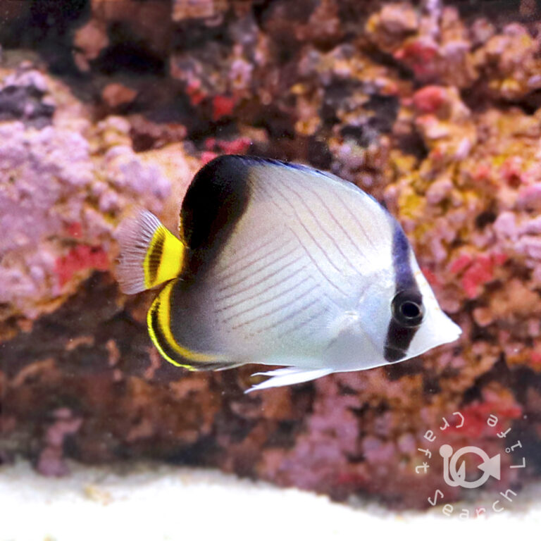 Indian-Vagabond-Butterflyfish_S