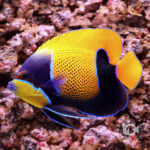 Majestic-Angelfish_4L