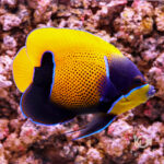Majestic-Angelfish_4L
