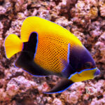 Majestic-Angelfish_4L