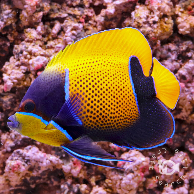 Majestic-Angelfish_4L