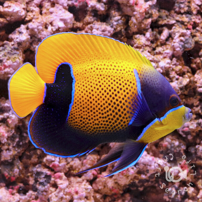 Majestic-Angelfish_4L
