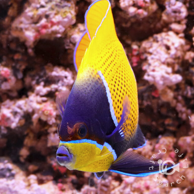 Majestic-Angelfish_4L