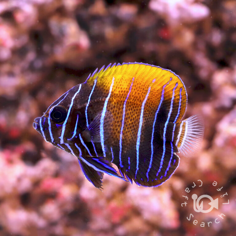 Majestic-Angelfish_Juv_S