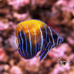 Majestic-Angelfish_Juv_S