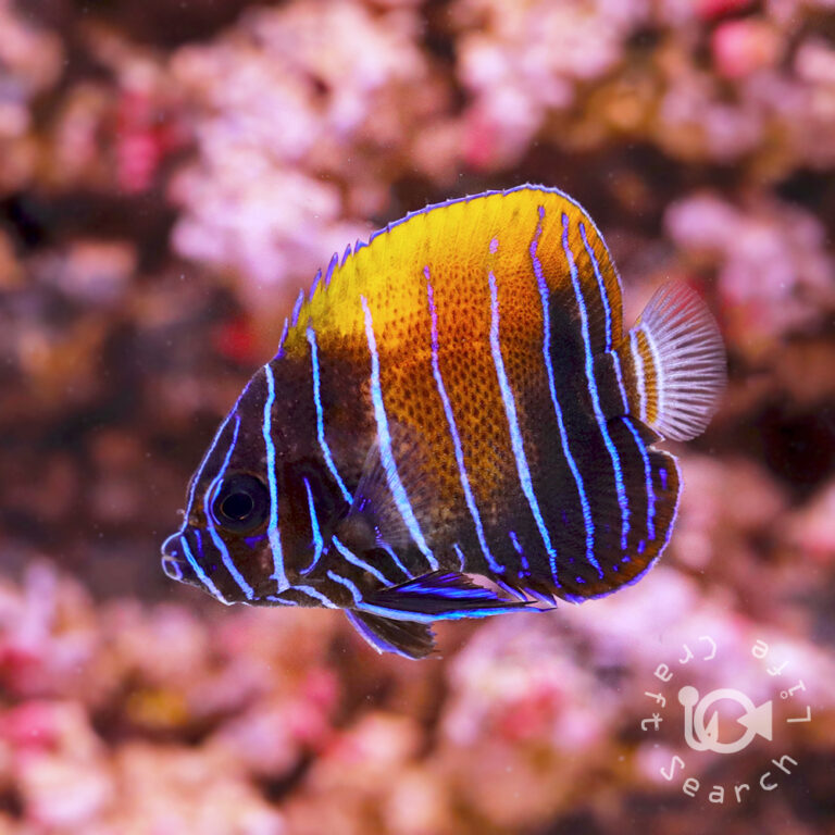 Majestic-Angelfish_Juv_S