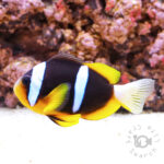 Mauritian_Anemonefish_L