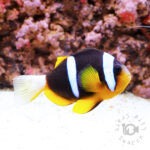 Mauritian_Anemonefish_L