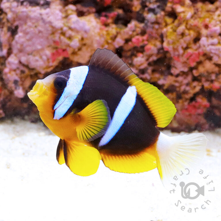 Mauritian_Anemonefish_L