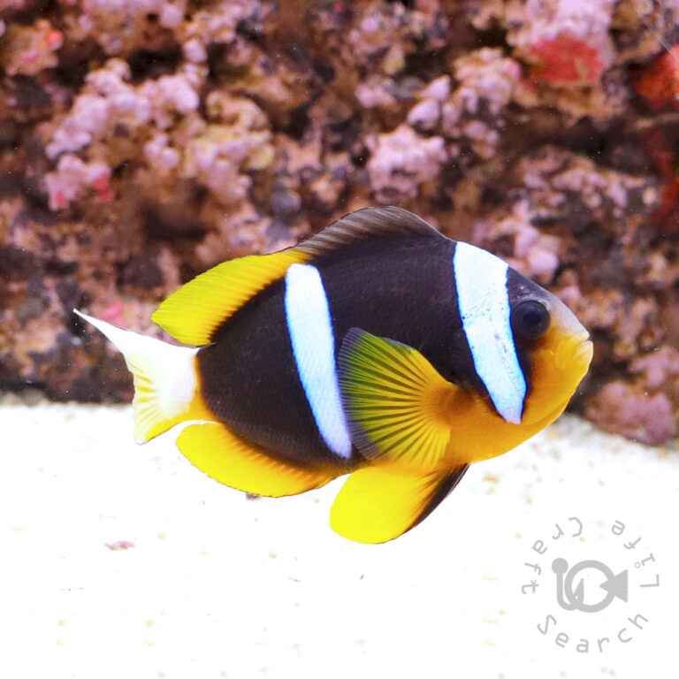Mauritian_Anemonefish_L