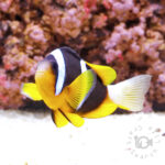Mauritian_Anemonefish_L
