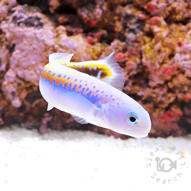 オレニタイルフィッシュ - 海水魚・小型水槽・人工ライブロック通販