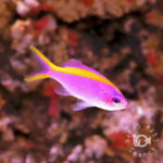 Purple-Queen-Anthias