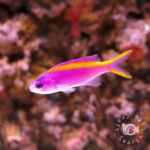 Purple-Queen-Anthias