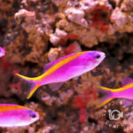 Purple-Queen-Anthias
