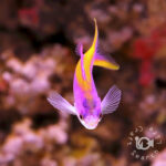 Purple-Queen-Anthias