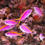 Purple-Queen-Anthias
