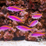 Purple-Queen-Anthias