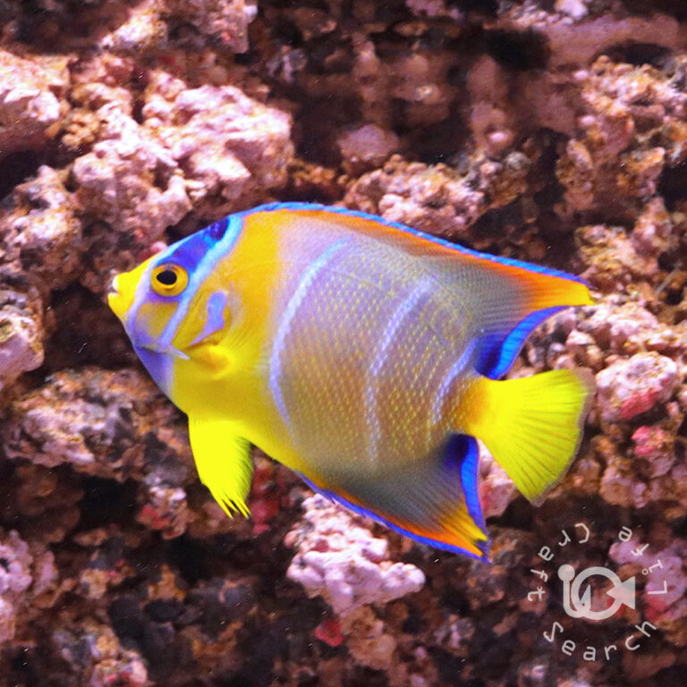 Queen-Angelfish_250908