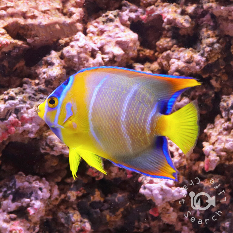 Queen-Angelfish_250908