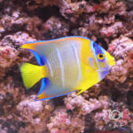 Queen-Angelfish_250908