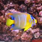 Queen-Angelfish_250908