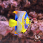 Queen-Angelfish_250908
