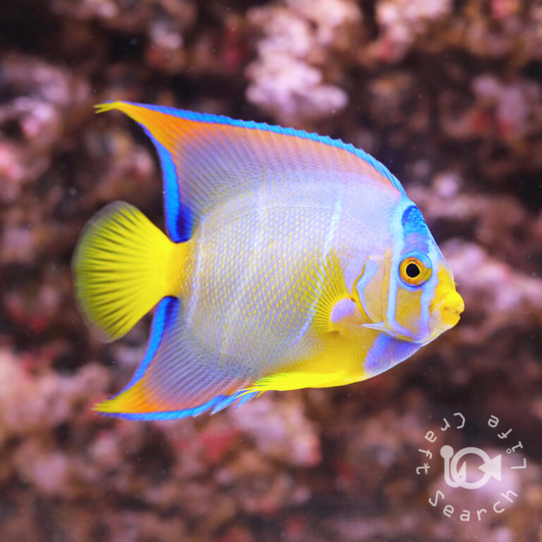 Queen-Angelfish_250909