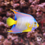 Queen-Angelfish_250909