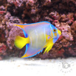 Queen-Angelfish_250909