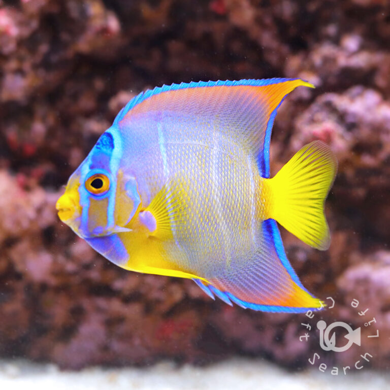 Queen-Angelfish_250909