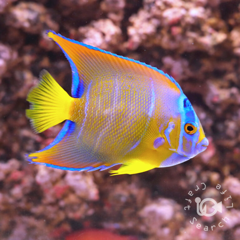 Queen-Angelfish_250910