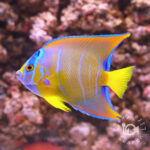 Queen-Angelfish_250910