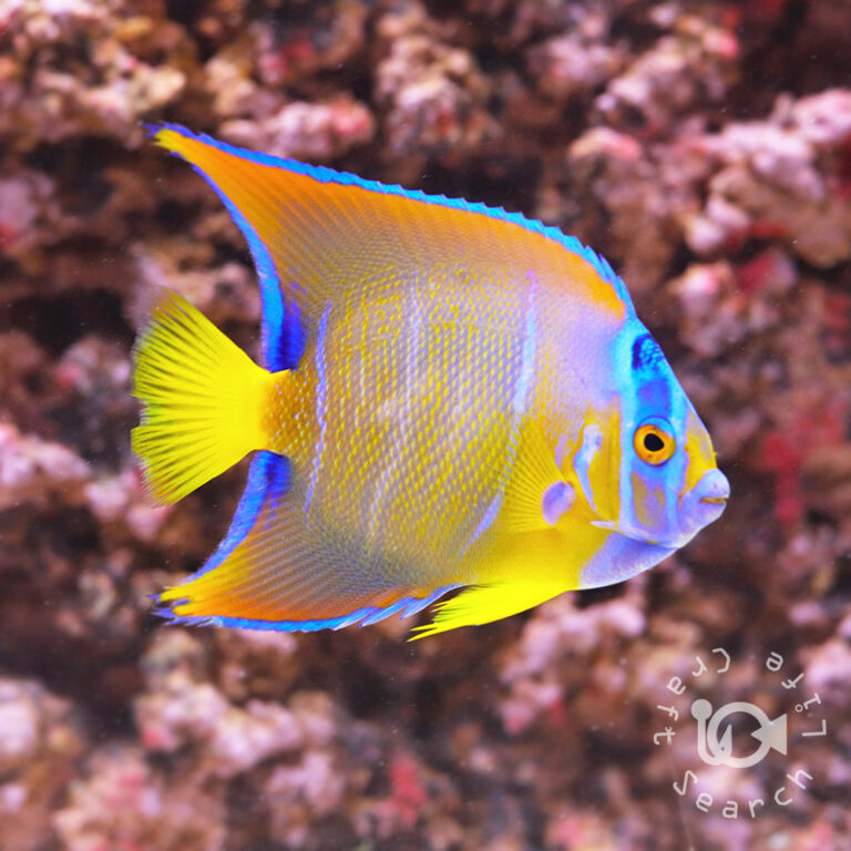 Queen-Angelfish_250910