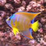 Queen-Angelfish_250910