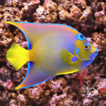 Queen-Angelfish_250915