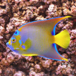 Queen-Angelfish_250915