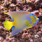 Queen-Angelfish_250915
