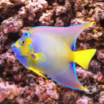 Queen-Angelfish_250915