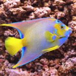 Queen-Angelfish_250915
